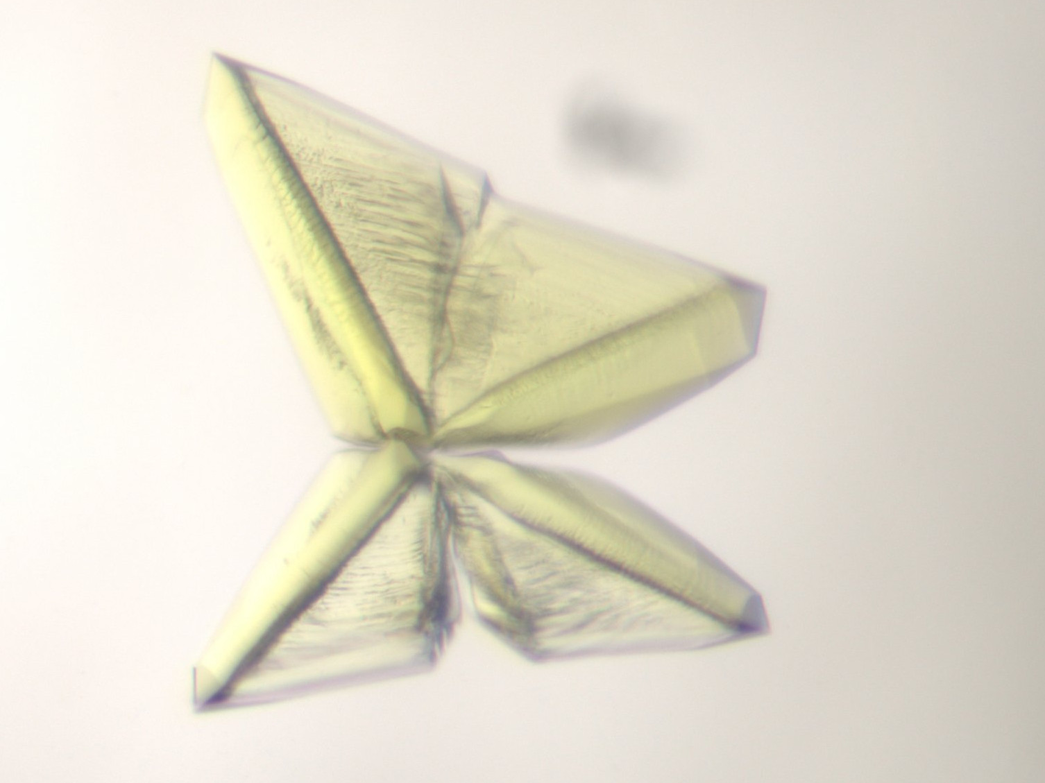 Was hier einem Origami-Schmetterling ähnelt, ist ein kristallisiertes Enzym, das Methan erzeugen kann und in allen Methanogenen vorkommt. Die grün-gelbliche Farbe stammt von einem speziellen nickelhaltigen Molekül. Dieses ist tief im Enzymkern vergraben, hat aber eine immense Bedeutung: Es orchestriert die Bildung des Methans und ist somit der Schlüssel für den gesamten Prozess. (©Max-Planck-Institut für Marine Mikrobiologie, O. Lemaire) Was hier einem Origami-Schmetterling ähnelt, ist ein kristallisiertes Enzym, das Methan erzeugen kann und in allen Methanogenen vorkommt. Die grün-gelbliche Farbe stammt von einem speziellen nickelhaltigen Molekül. Dieses ist tief im Enzymkern vergraben, hat aber eine immense Bedeutung: Es orchestriert die Bildung des Methans und ist somit der Schlüssel für den gesamten Prozess. (©Max-Planck-Institut für Marine Mikrobiologie, O. Lemaire)