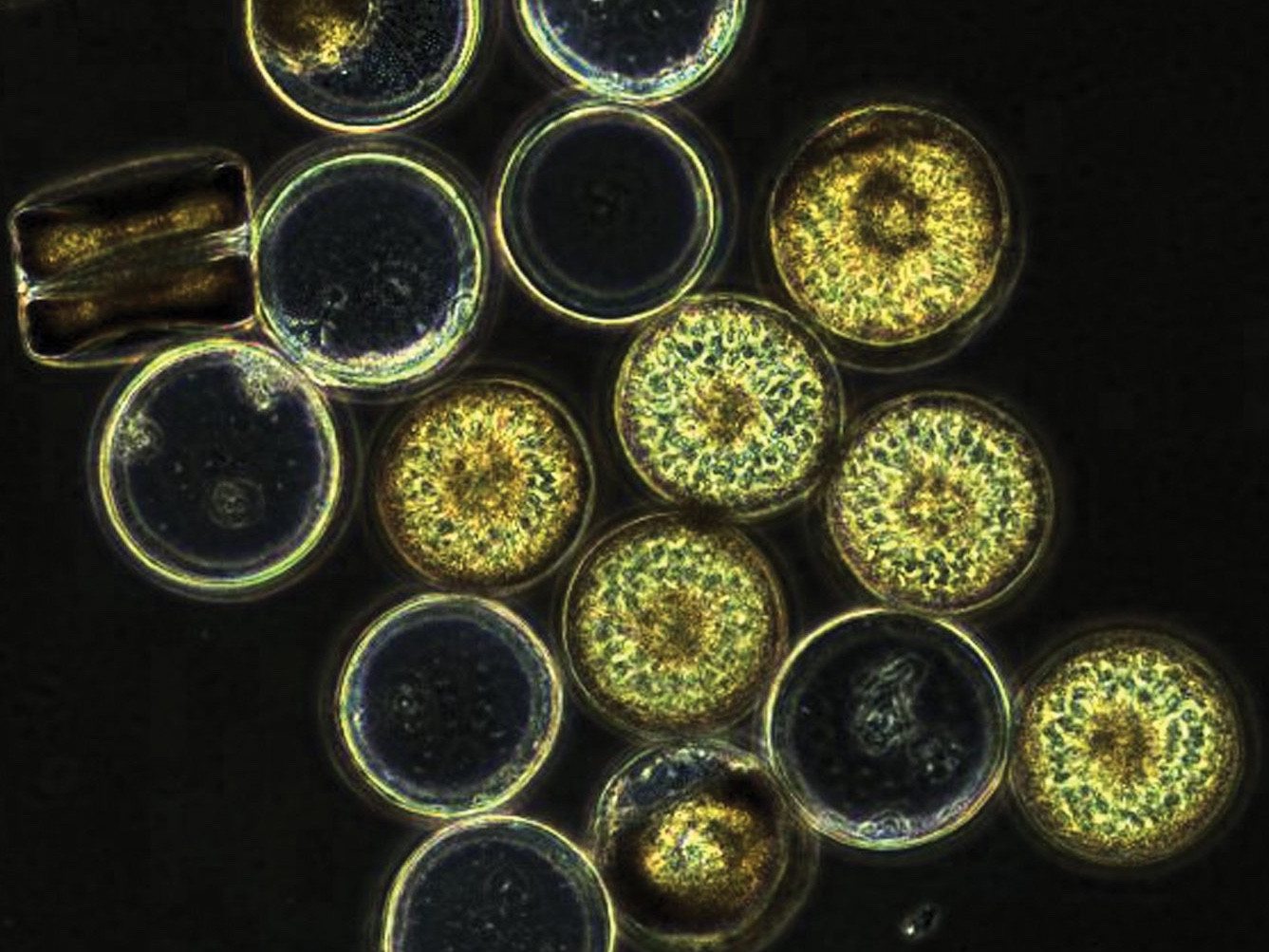 Coscinodiscus wailesii ist eine Mikroalge, die zu der Familie der Kieselalgen gehört und die Algenblüten bilden und erhebliche Mengen an langkettigen Zuckern produzieren. Die Forschungsgruppe Marine Glycobiologie untersucht den Umsatz und die Rolle dieser Zucker im Kohlenstoff-Kreislauf. (© Max-Planck-Institut für Marine Mikrobiologie/ C. Robb)