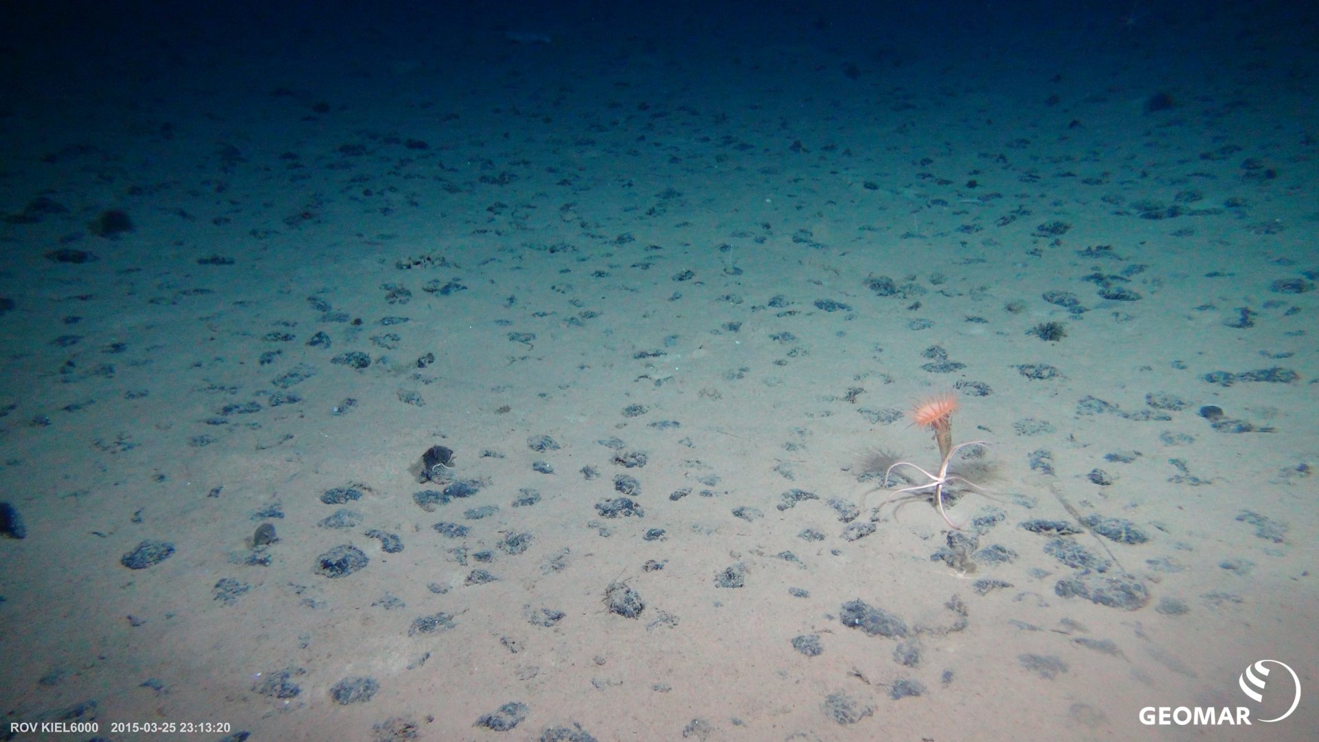 Typical manganese nodule habitat on the seafloor in the Clarion-Clipperton Fracture Zone (CCZ) in the Pacific Ocean (Expedition SO239) with a sea anemone and a brittle star. (Photo: ROV KIEL6000, GEOMAR)