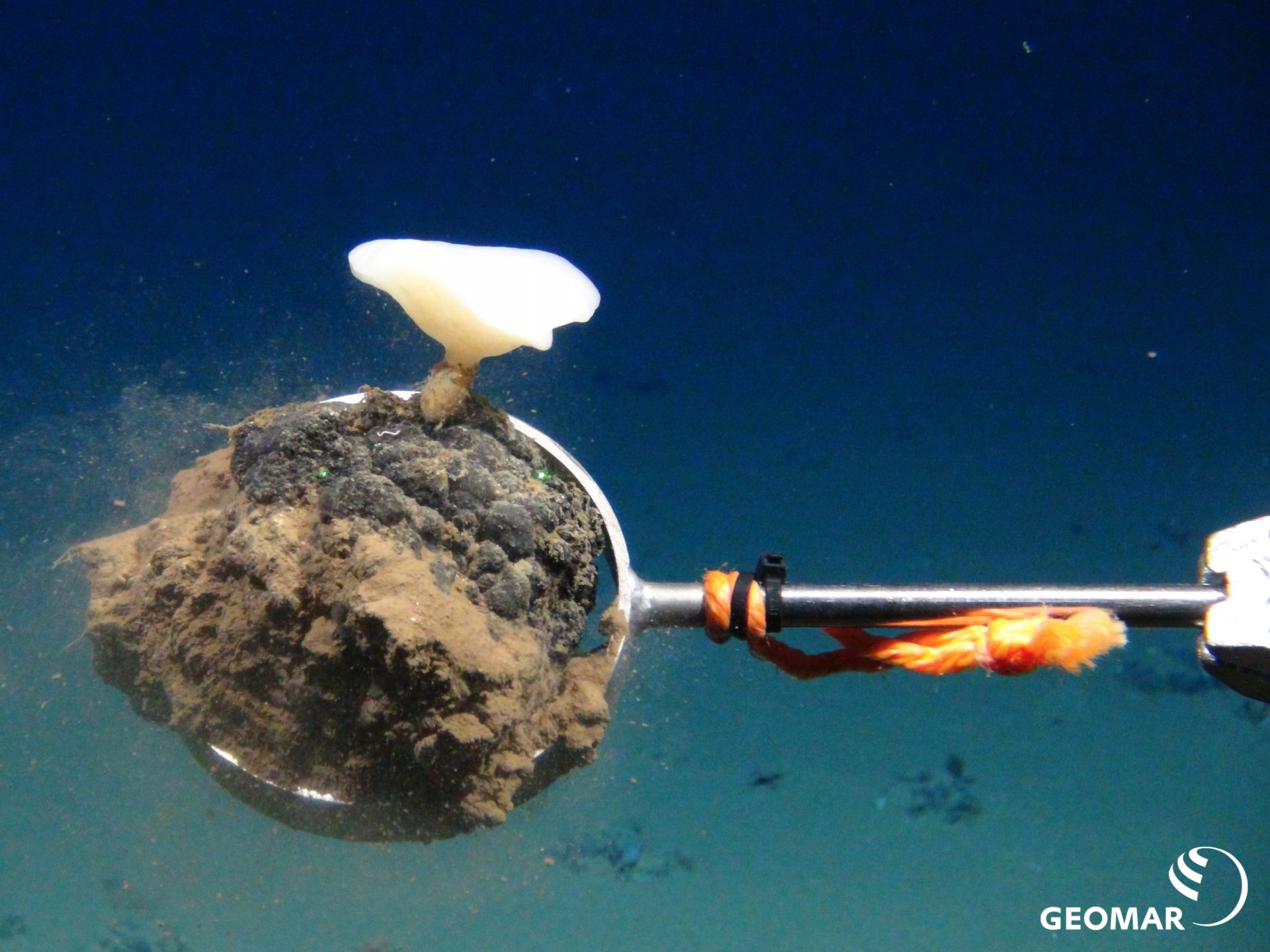 Manganknolle mit einem Tiefseeschwamm. Expedition SO242 (Foto: ROV KIEL6000, GEOMAR)