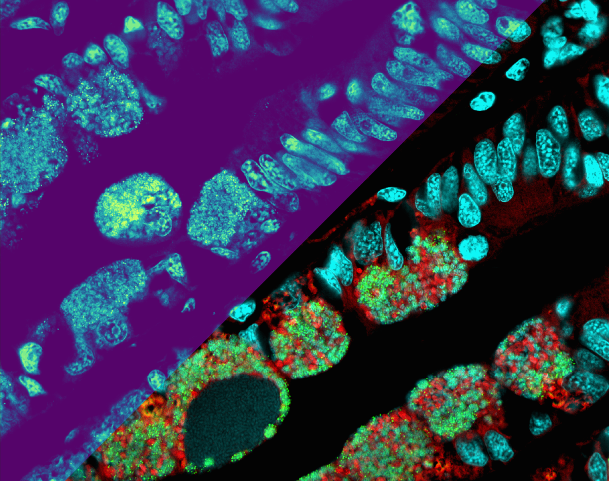 Abbildung MALDI-Fish (© Max-Planck-Institut für Marine Mikrobiologie, Benedikt Geier)