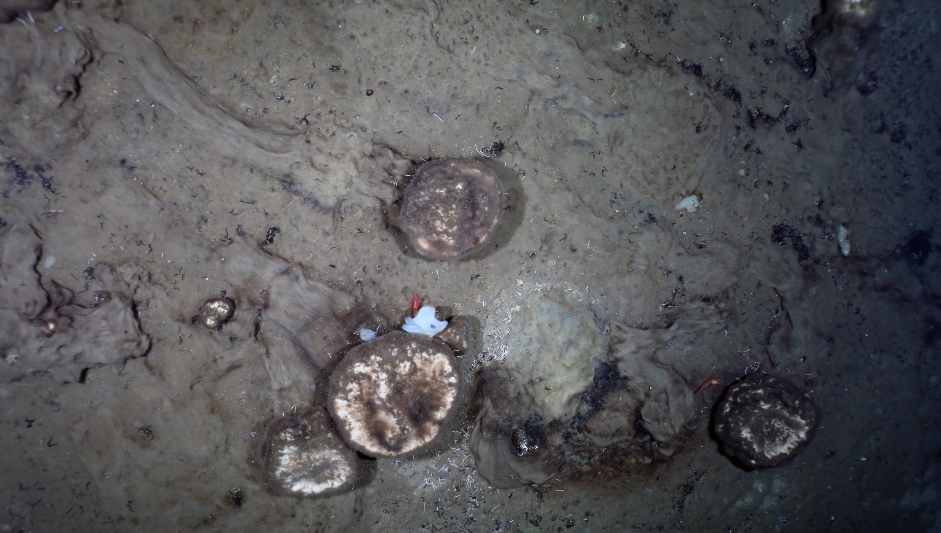 Sponges leave traces on the seabed of the deep sea. Until now, science assumed that the animals did not move. The traces to living sponges suggest that the animals could be actively moving. The underwater images were taken by researchers from the Alfred Wegener Institute on a Polarstern expedition in the Arctic with the help of the OFOBS (Ocean Floor Observation and Bathymetry System). (Photo: AWI OFOBS team PS101) Sponges leave traces on the seabed of the deep sea. Until now, science assumed that the animals did not move. The traces to living sponges suggest that the animals could be actively moving. The underwater images were taken by researchers from the Alfred Wegener Institute on a Polarstern expedition in the Arctic with the help of the OFOBS (Ocean Floor Observation and Bathymetry System). (Photo: AWI OFOBS team PS101)