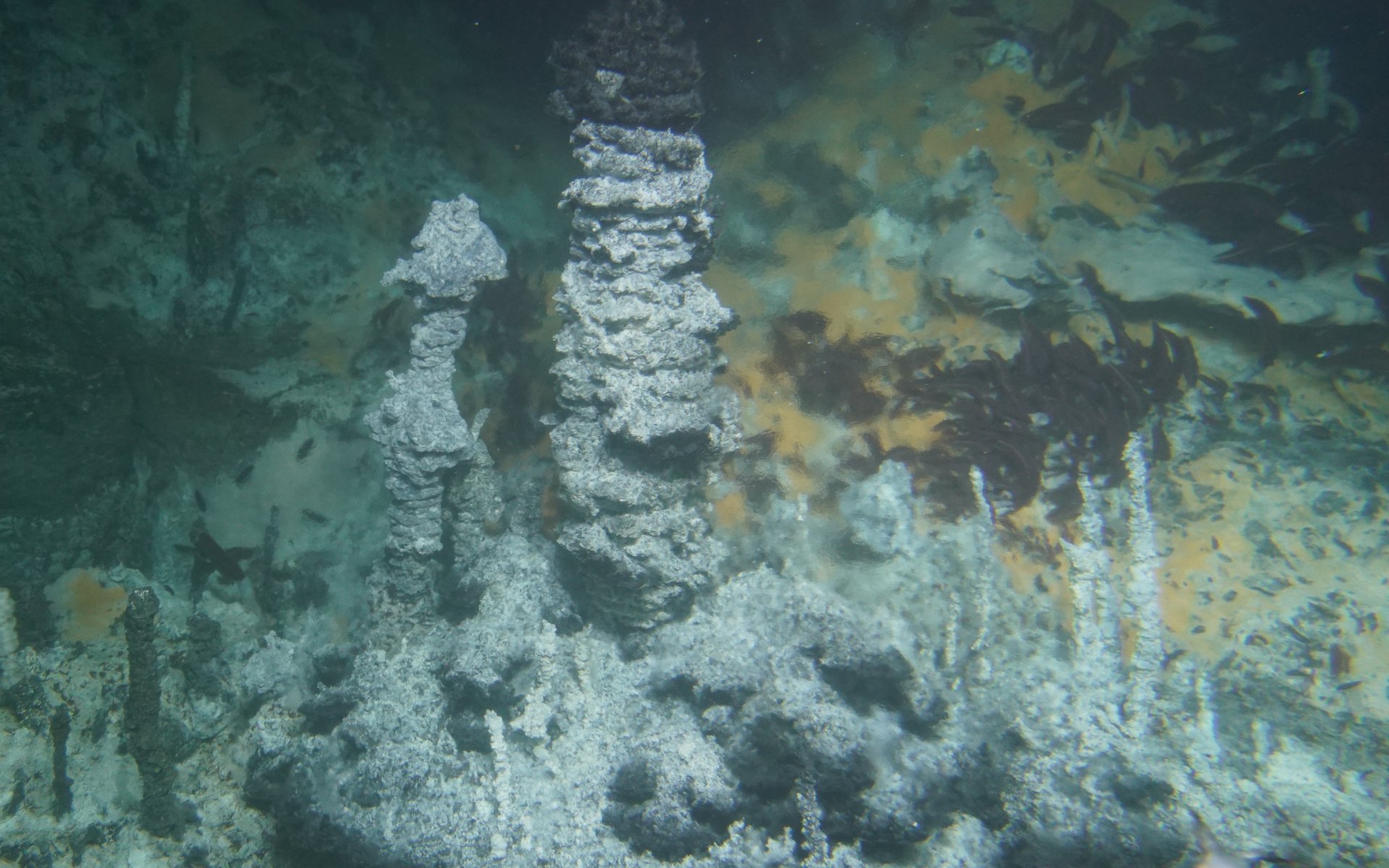 Die hydrothermalen Schlote des Guaymas-Beckens – die „Heimat“ der untersuchten methanoxidierenden Mikroben. Die wärmeliebenden Mikroorganismen gedeihen unter den orangefarbenen mikrobiellen Matten im Hintergrund. Die hohen Temperaturen des aufsteigenden Wassers lassen Teile des Bildes verschwimmen. © Woods Hole Oceanographic Institution