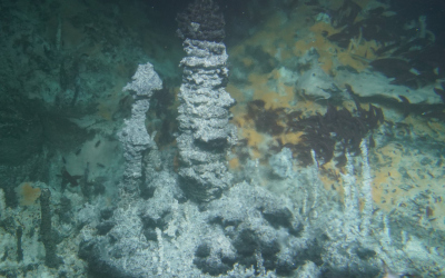 Die hydrothermalen Schlote des Guaymas-Beckens – die „Heimat“ der untersuchten methanoxidierenden Mikroben. Die wärmeliebenden Mikroorganismen gedeihen unter den orangefarbenen mikrobiellen Matten im Hintergrund. Die hohen Temperaturen des aufsteigenden Wassers lassen Teile des Bildes verschwimmen. © Woods Hole Oceanographic Institution Die hydrothermalen Schlote des Guaymas-Beckens – die „Heimat“ der untersuchten methanoxidierenden Mikroben. Die wärmeliebenden Mikroorganismen gedeihen unter den orangefarbenen mikrobiellen Matten im Hintergrund. Die hohen Temperaturen des aufsteigenden Wassers lassen Teile des Bildes verschwimmen. © Woods Hole Oceanographic Institution