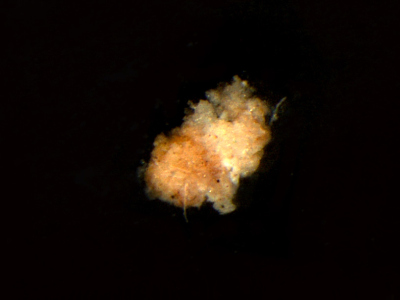 Small marine “snowflakes” are very important for the nutrient balance of the oceans. The particle shown here is highly magnified – in reality small particles are only about the size of a hair and thus barely visible. (© Max Planck Institute for Marine Microbiology/C. Karthäuser and S. Ahmerkamp) Small marine “snowflakes” are very important for the nutrient balance of the oceans. The particle shown here is highly magnified – in reality small particles are only about the size of a hair and thus barely visible. (© Max Planck Institute for Marine Microbiology/C. Karthäuser and S. Ahmerkamp)