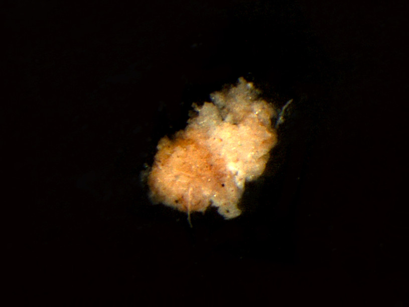 Kleine, organische Partikel im Meer - der Meeresschnee - haben bizarre Formen. (©Max-Planck-Institut für Marine Mikrobiologie, C. Karthäuser und S. Ahmerkamp)