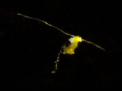 Small marine “snowflakes” are very important for the nutrient balance of the oceans. The particle shown here is highly magnified – in reality small particles are only about the size of a hair and thus barely visible. (© Max Planck Institute for Marine Microbiology/C. Karthäuser and S. Ahmerkamp) Small marine “snowflakes” are very important for the nutrient balance of the oceans. The particle shown here is highly magnified – in reality small particles are only about the size of a hair and thus barely visible. (© Max Planck Institute for Marine Microbiology/C. Karthäuser and S. Ahmerkamp)