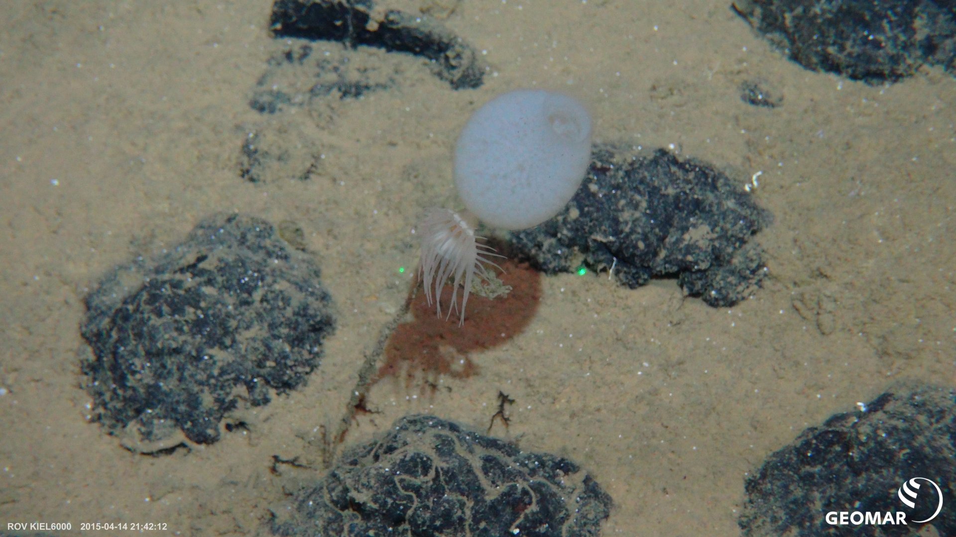 Sponge of the species Hyalonema obtusum