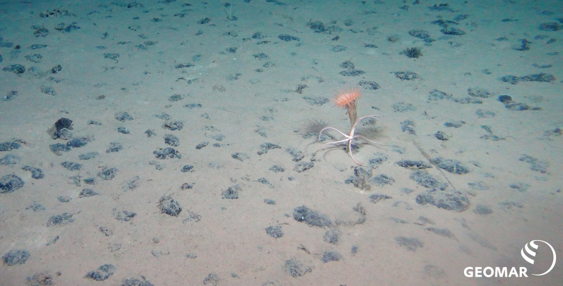 Typical manganese nodule habitat on the seafloor in the Clarion-Clipperton Fracture Zone (CCZ) in the Pacific Ocean (Expedition SO239) with a sea anemone and a brittle star. (Photo: ROV KIEL6000, GEOMAR)