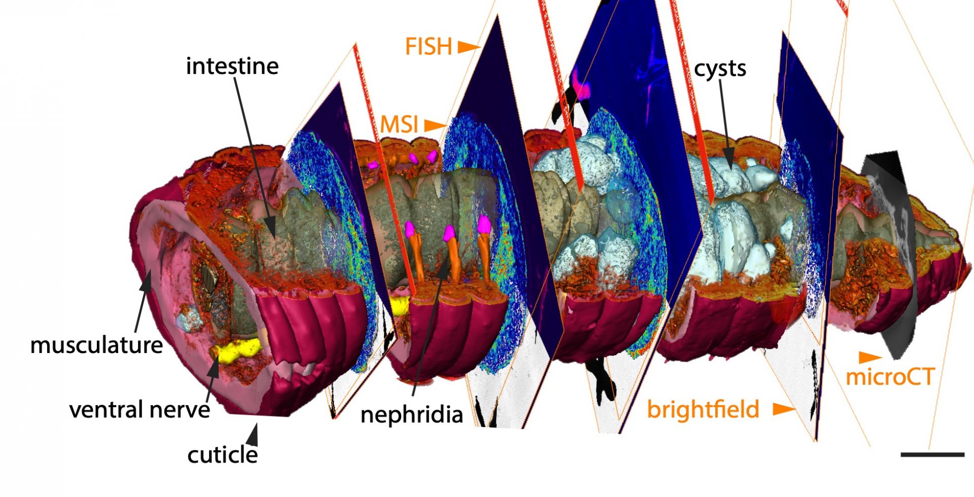 3D CHEMHIST atlas or the posterior end of an earthworm, used in this study. The atlas combines data of mass spectrometry imaging (MSI), fluorescence in situ hybridization (FISH) and microtomography (micro-CT). (© Max Planck Institute for Marine Microbiology/PNAS ref.)
