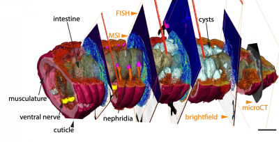 Der 3D-CHEMHIST-Atlas oder das hintere Ende des Regenwurms, der in dieser Studie verwendet wurde. Der Atlas kombiniert Daten der Massenspektrometrie-Bildgebung (MSI), der Fluoreszenz-in-situ-Hybridisierung (FISH) und der Mikro-Tomographie (micro-CT). (© Max-Planck-Institut für Marine Mikrobiologie/PNAS ref.) Der 3D-CHEMHIST-Atlas oder das hintere Ende des Regenwurms, der in dieser Studie verwendet wurde. Der Atlas kombiniert Daten der Massenspektrometrie-Bildgebung (MSI), der Fluoreszenz-in-situ-Hybridisierung (FISH) und der Mikro-Tomographie (micro-CT). (© Max-Planck-Institut für Marine Mikrobiologie/PNAS ref.)