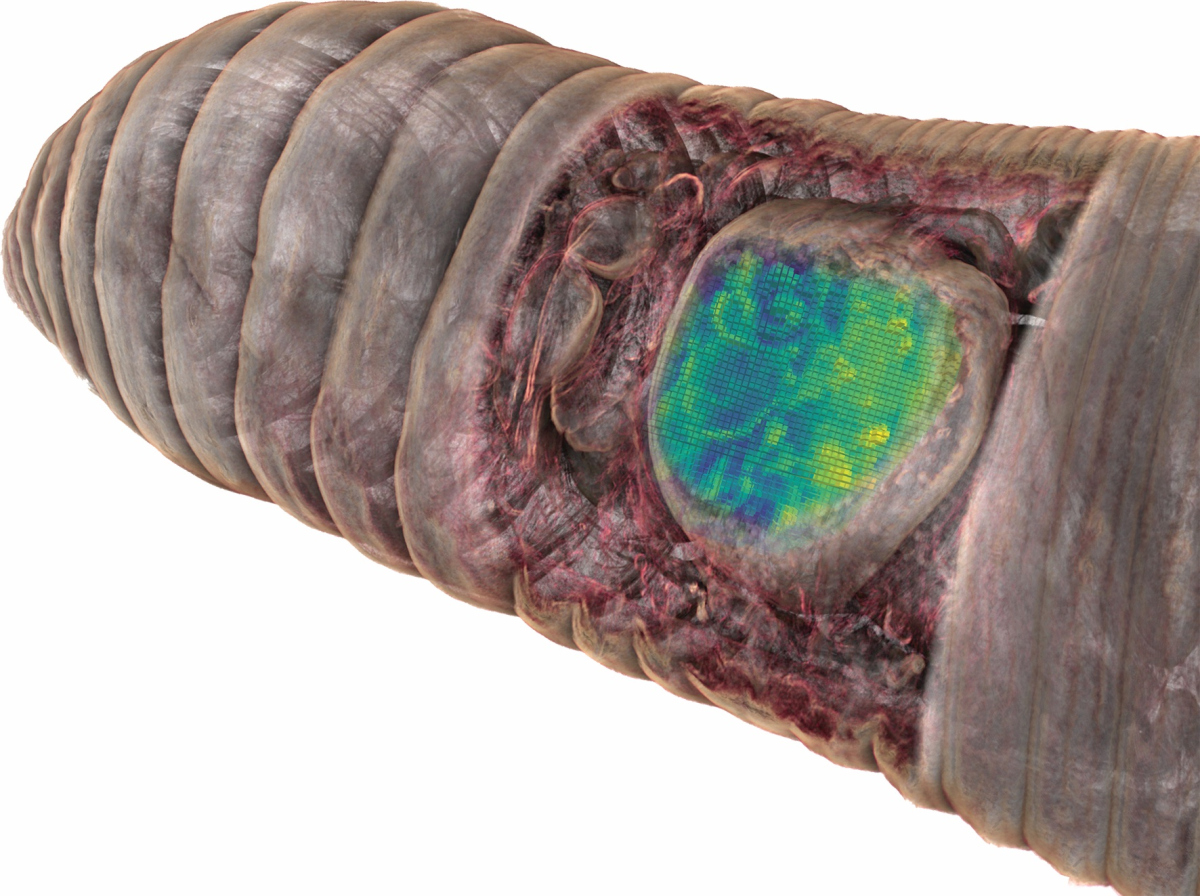 Abgebildet ist ein Mikro-Tomographie-basiertes 3D-Modell des vorderen Endes eines Regenwurms, das schematisch zeigt, wie CHEMHIST die Verbindung zwischen anatomischer Struktur und Stoffwechsel-Funktion ermöglicht. Die 3D-Daten der Mikroanatomie des Wurms ermöglichen so eine virtuelle Sezierung des Tieres. Wird zum Beispiel die Haut des Tieres durchsichtig gemacht oder – wie im Bild gezeigt – entfernt, werden die inneren Strukturen sichtbar. Mit CHEMHIST kann man nicht nur die Anatomie visualisieren, sondern auch die zugehörigen Moleküle, aus denen jedes Organ besteht. Dafür werden die in der Abbildung gezeigten Intensitätskarten als blau bis gelb gefärbte Überlagerung verwendet. (© Max-Planck-Institut für Marine Mikrobiologie/open access microCT data von Lenihan et al.)