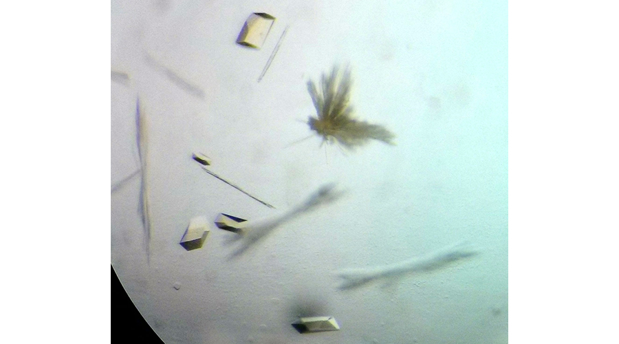 Image of the crystallized enzyme for ethane degradation - the ethyl coenzyme M reductase. This photo was taken from a binocular and shows different yellow crystals of 0.1 mm size. The amber-like color derives from the F430-cofactor harbored by the protein. Obtaining crystals is a necessary step for the X-ray crystallography technique (© Max Planck Institute for Marine Microbiology/ O. Lemaire and T. Wagner)