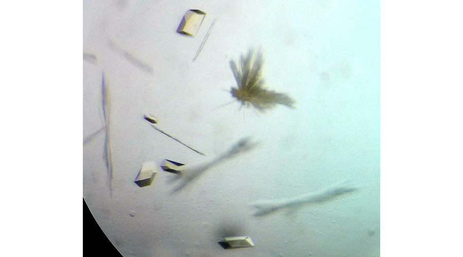 Bild des kristallisierten Enzyms für den Ethan-Abbau, der Ethyl-Coenzym-M-Reduktase. Dieses Foto wurde mit einem Binokular aufgenommen und zeigt verschiedene gelbe Kristalle mit einer Größe von 0,1 Millimeter. Die bernsteinähnliche Farbe stammt von dem F430-Kofaktor im Protein. Das Bilden von Kristallen ist ein notwendiger Schritt für die Technik der Röntgenkristallographie. (©Max-Planck-Institut für Marine Mikrobiologie, O. Lemaire und T. Wagner) Bild des kristallisierten Enzyms für den Ethan-Abbau, der Ethyl-Coenzym-M-Reduktase. Dieses Foto wurde mit einem Binokular aufgenommen und zeigt verschiedene gelbe Kristalle mit einer Größe von 0,1 Millimeter. Die bernsteinähnliche Farbe stammt von dem F430-Kofaktor im Protein. Das Bilden von Kristallen ist ein notwendiger Schritt für die Technik der Röntgenkristallographie. (©Max-Planck-Institut für Marine Mikrobiologie, O. Lemaire und T. Wagner)