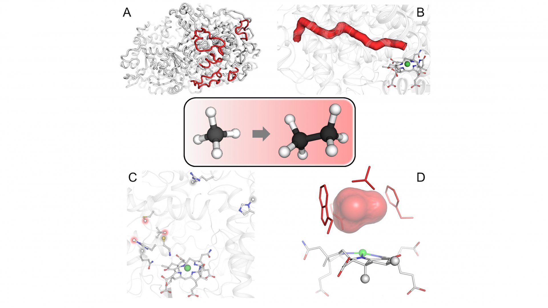 Structural elements contributing to the ethane specialization. (© Max Planck Institute for Marine Microbiology/O. Lemaire and T. Wagner)