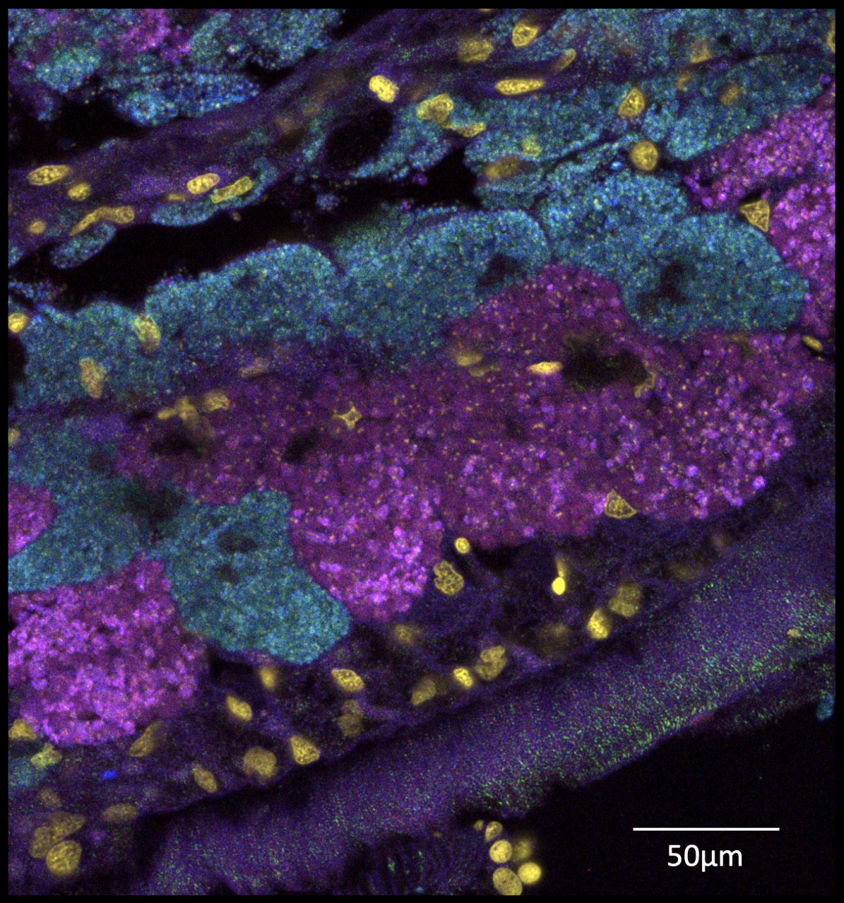 Fluorescence microscopy reveals that lucinid gills are packed with symbionts. Lucinids host them in specialized cells called bacteriocytes. Bacterial symbionts are labeled in green and magenta, host nuclei in gold. (© Lukas Leibrecht)