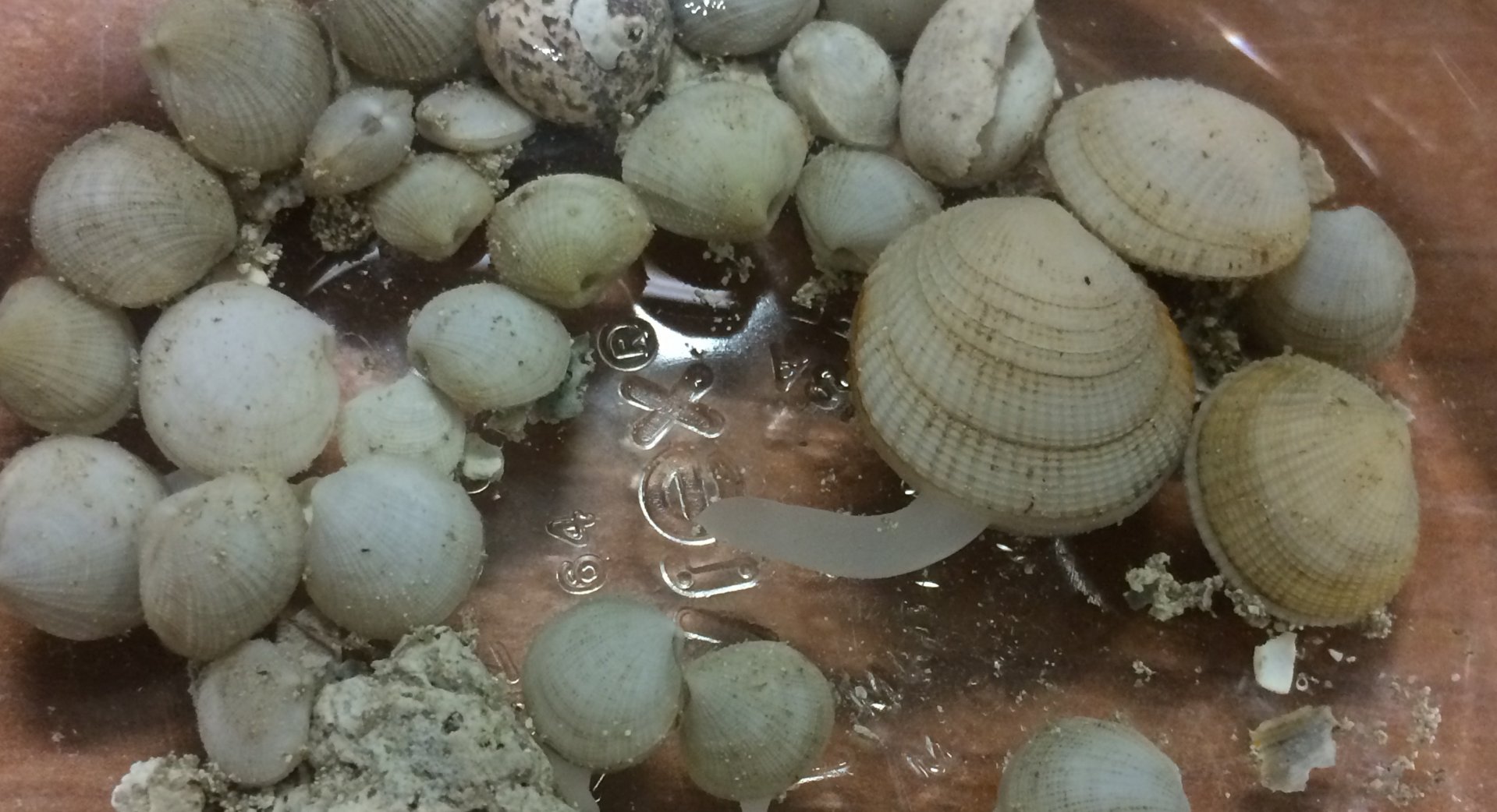 Mondmuscheln sind die artenreichste und am weitesten verbreitete Familie von Meeresmuscheln, die bakterielle Endosymbionten beherbergen. Auf diesem Bild erkundet ein großes Exemplar von Ctena imbricatula seine Umgebung mit seinem Fuß, den es auf das Zehnfache seiner Körpergröße vergrößern kann. (© Laetitia Wilkins) Mondmuscheln sind die artenreichste und am weitesten verbreitete Familie von Meeresmuscheln, die bakterielle Endosymbionten beherbergen. Auf diesem Bild erkundet ein großes Exemplar von Ctena imbricatula seine Umgebung mit seinem Fuß, den es auf das Zehnfache seiner Körpergröße vergrößern kann. (© Laetitia Wilkins)