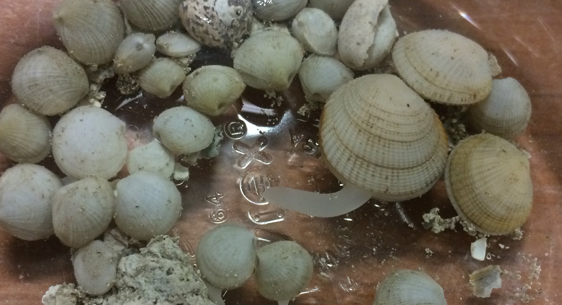 Lucinid on the lookout: Lucinids are the most species rich and widely distributed family of marine bivalves hosting bacterial endosymbionts. In this picture, a large specimen of Ctena imbricatula is checking out its environment with its foot that it can enlarge ten times its body size. (© Laetitia Wilkins)