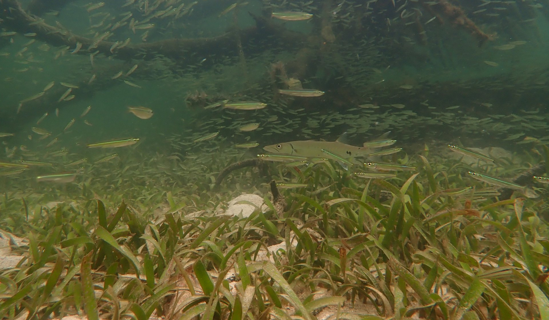 This is where the investigated clams like to live: Lucinid habitat characterized by sandy patches within seagrass (Thalassia testudinum) beds in Bocas del Toro, Panama. (© Laetitia Wilkins)
