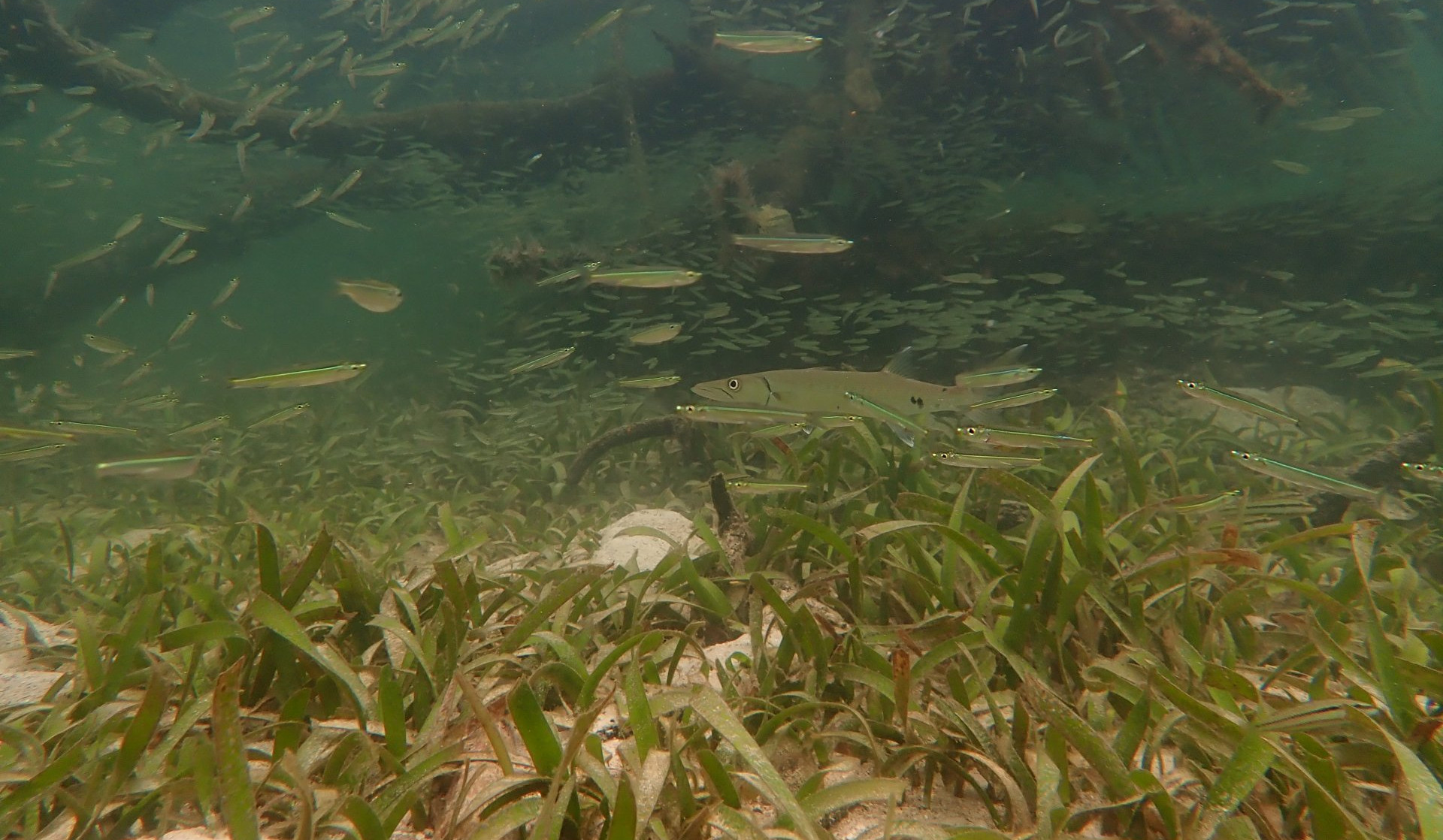 Hier fühlen sich die untersuchten Muscheln wohl: Der Lebensraum der Mondmuscheln ist durch sandige Flecken innerhalb von Seegraswiesen (Thalassia testudinum), hier in in Bocas del Toro, Panama, gekennzeichnet. (© Laetitia Wilkins)