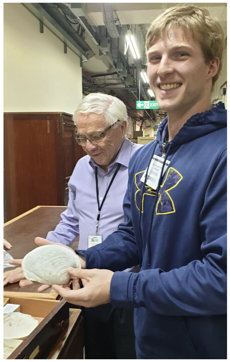 John Taylor at the London at the Natural History Museum is showing Jay Osvatic a shell of Meganodontia acetabulum, the largest living lucinid. (© Benedict Yuen)