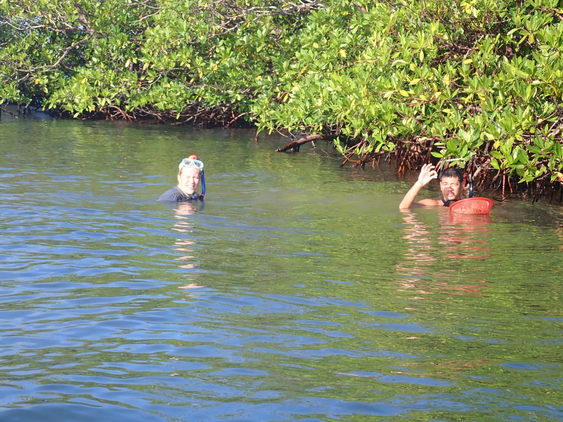 Laetitia Wilkins und Benedict Yuen bei der Probenahme von Muscheln in Bocas del Toro, Panama, in einem Mangrovengebiet. (© Jonathan Eisen)