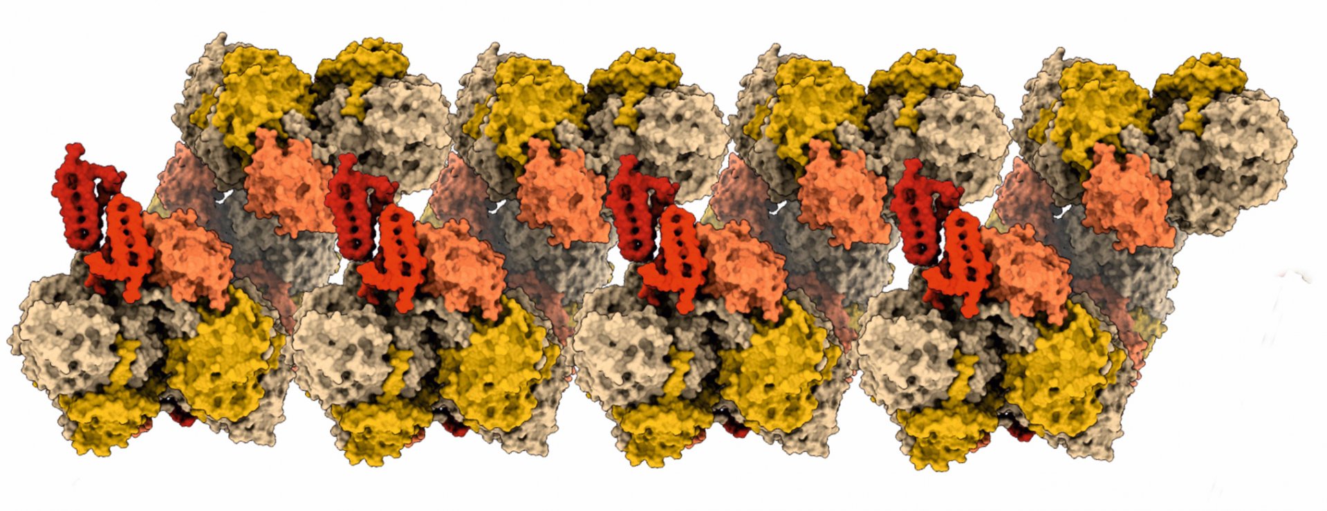Detailed structure of an NXR strand. (© Lea Dietrich, Kristian Parey, Thomas Barends)