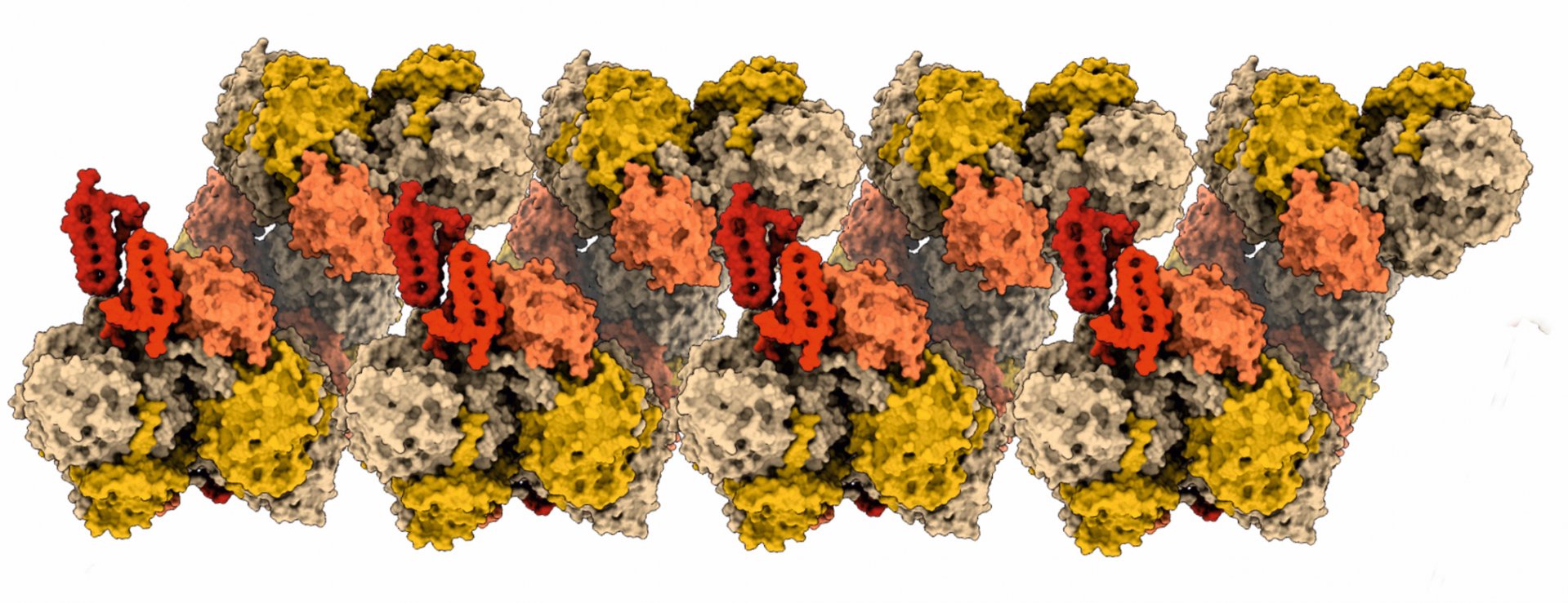 Detaillierte Struktur eines NXR-Stranges. (© Lea Dietrich, Kristian Parey, Thomas Barends)