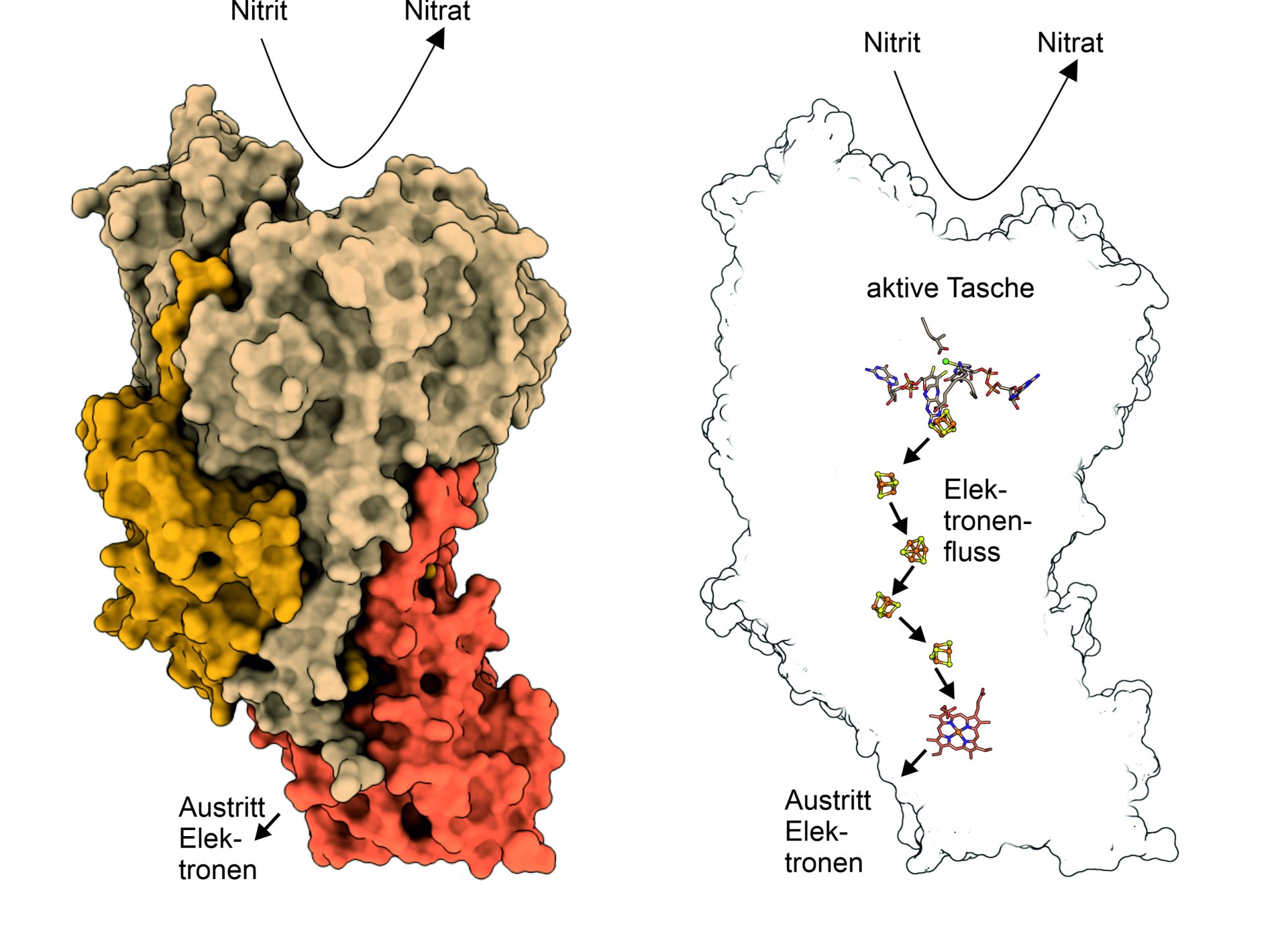 Left: A NXR molecule. Right: Inside of the NXR. In the active pocket, nitrite is converted into nitrate; the electrons created in the process migrate along a kind of current line to the other side of the NXR molecule, where they can be “picked up” by other molecules. (© Thomas Barends)