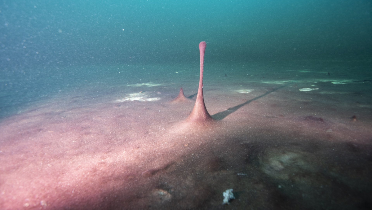 Mikrobielle Matten im Middle Island Sinkhole