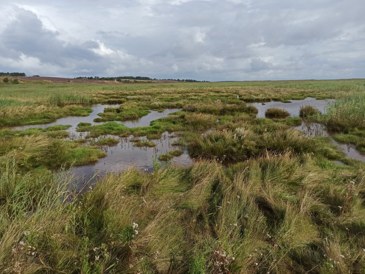 Salt marsh