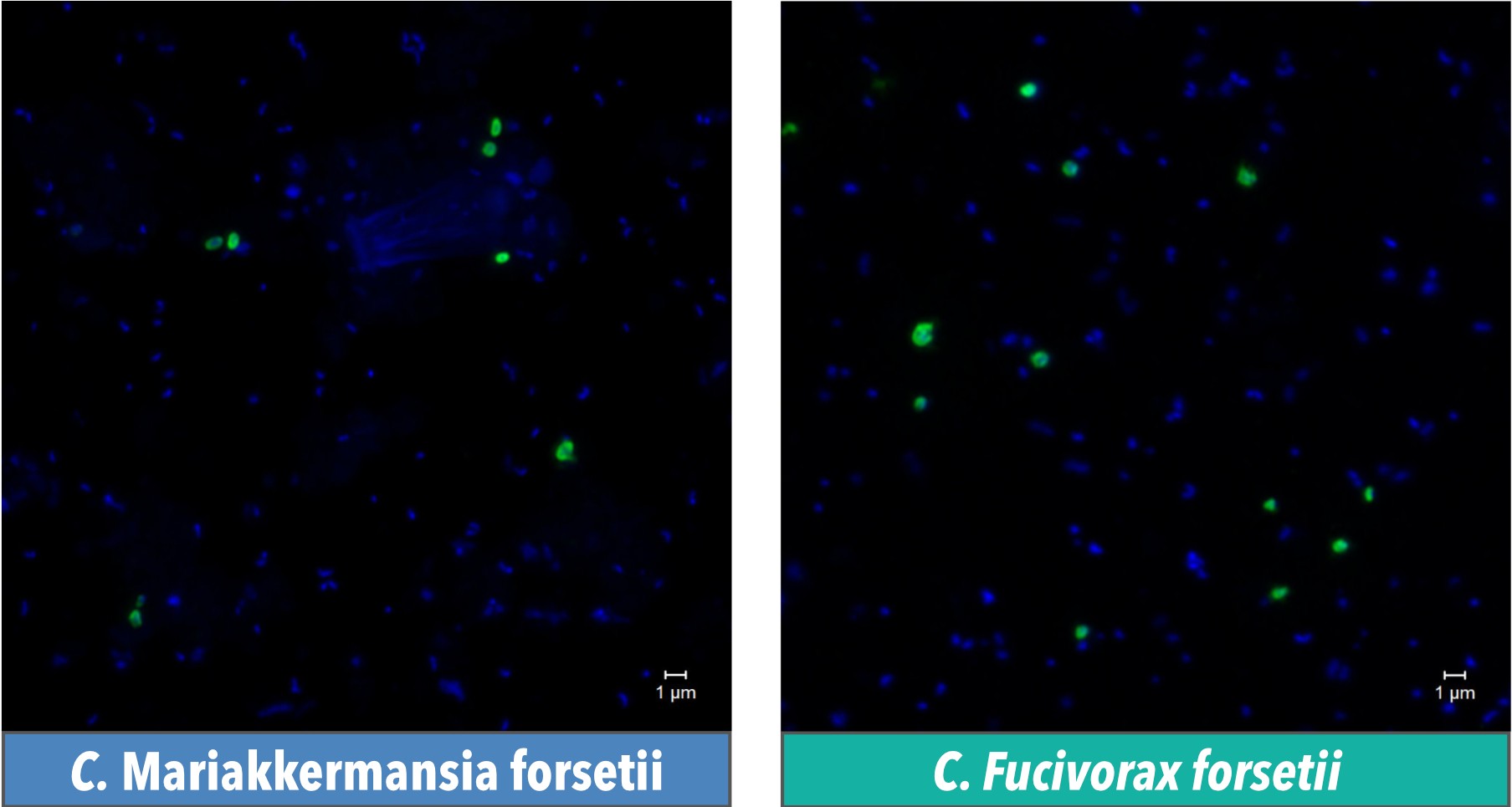 Verrucomicrobiota (in green) 