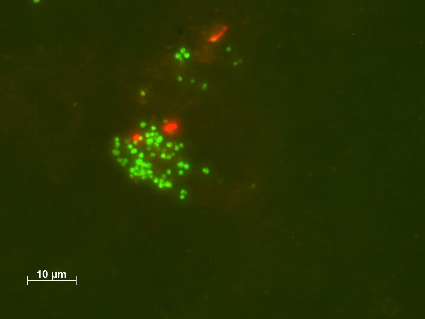 Methanoliparia cells