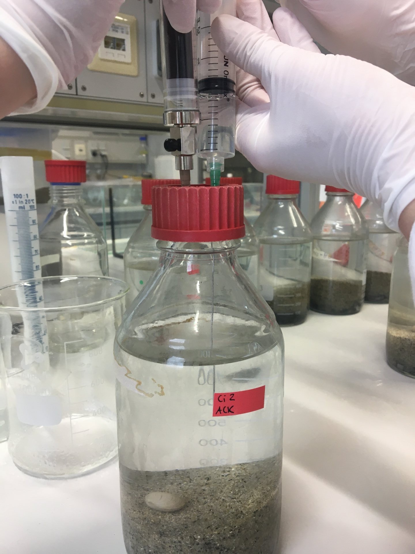 Lucinid clam incubations Lucinid clam incubations