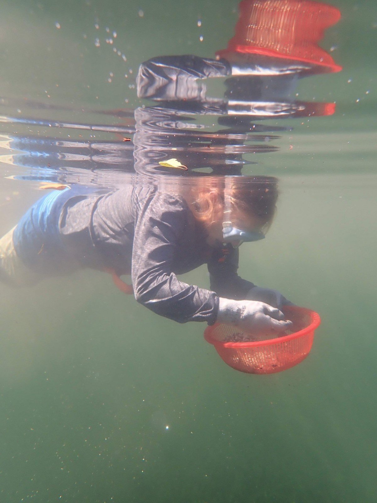 Collecting lucinid clams Collecting lucinid clams
