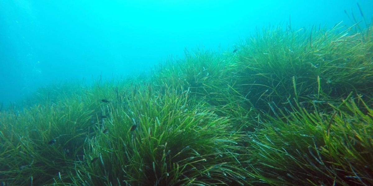 Seagrass meadow Mediterranean Sea (Posidonia oceanica)