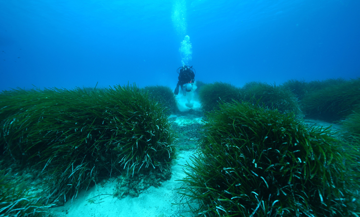 Seegraswiesen im Mittelmeer