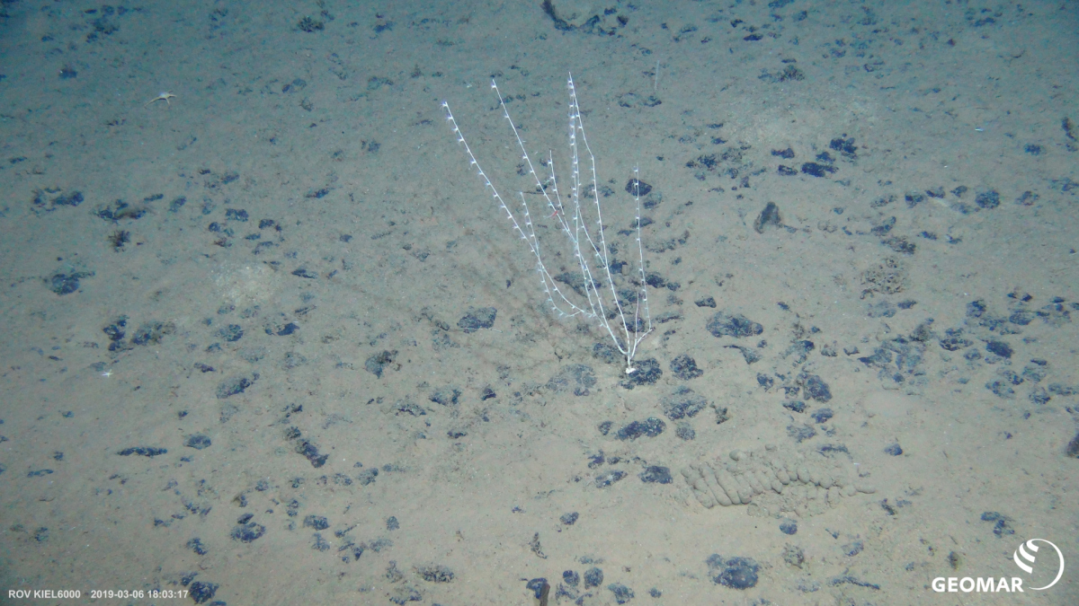 Soft coral growing on a polymetallic nodule