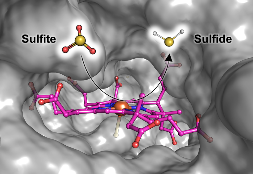 Illustration of Fsr