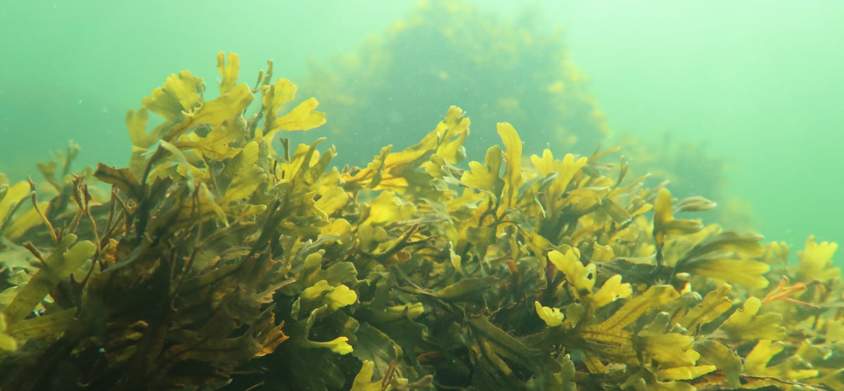 Bladderwrack