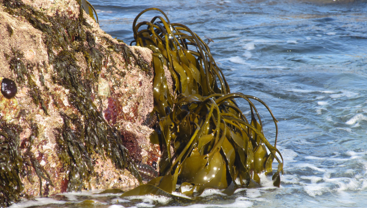 Brown algae